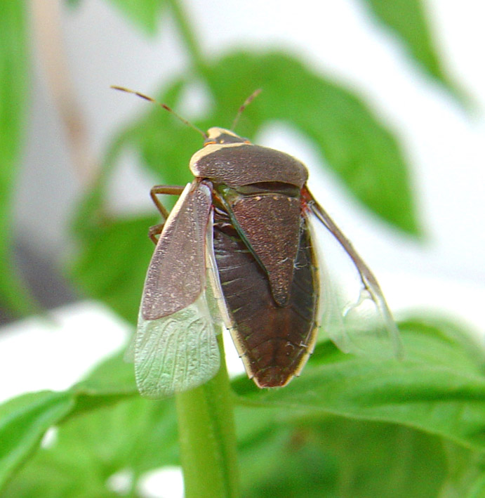 Nezara viridula f. torquata
